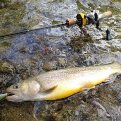 大イワナ登場！